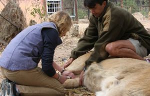 Zimbabwe - African Wildlife Orphanage12