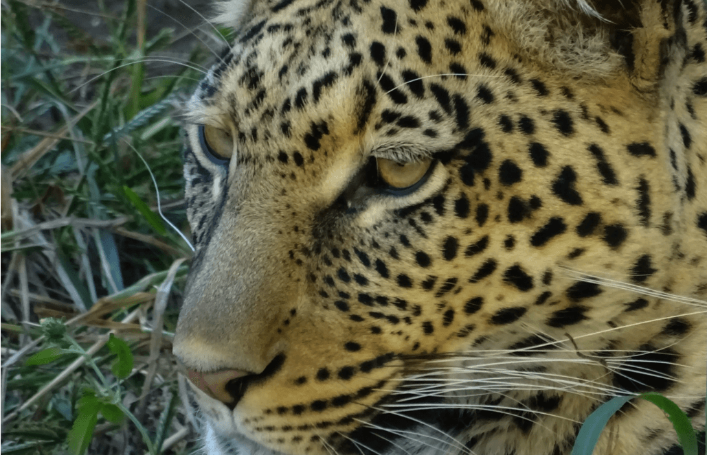 Zimbabwe - African Wildlife Orphanage21