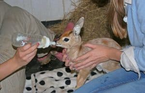 Zimbabwe - Family-Friendly African Wildlife Orphanage6