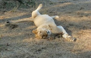 Zimbabwe - Lion Conservation in Victoria Falls12