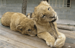 Zimbabwe - Lion Conservation in Victoria Falls18