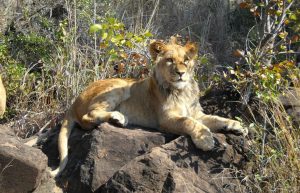 Zimbabwe - Lion Conservation in Victoria Falls21