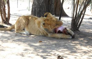 Zimbabwe - Lion Conservation in Victoria Falls22