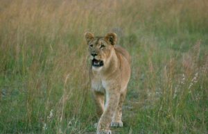 Zimbabwe - Lion Conservation in Victoria Falls24