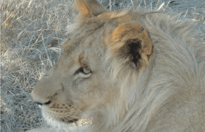 Zimbabwe - Lion Conservation in Victoria Falls25