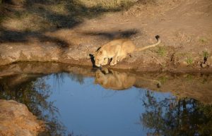 Zimbabwe - Lion Conservation in Victoria Falls26