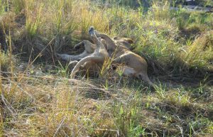 Zimbabwe - Lion Conservation in Victoria Falls33