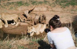 Zimbabwe - Lion Conservation in Victoria Falls4