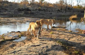 Zimbabwe - Lion Conservation in Victoria Falls6