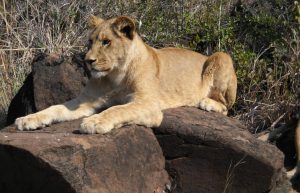 Zimbabwe - Lion Conservation in Victoria Falls7