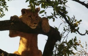 Zimbabwe - Lion Conservation in Victoria Falls8
