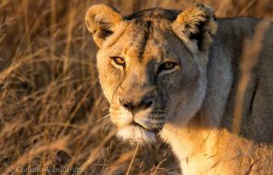 Zimbabwe - Lion Rehabilitation in Antelope Park11