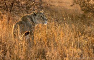 Zimbabwe - Lion Rehabilitation in Antelope Park12