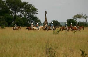 Zimbabwe - Lion Rehabilitation in Antelope Park13