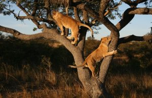 Zimbabwe - Lion Rehabilitation in Antelope Park15
