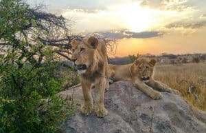 Zimbabwe - Lion Rehabilitation in Antelope Park3