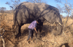 Zimbabwe - Lion Rehabilitation in Antelope Park5