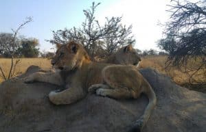 Zimbabwe - Lion Rehabilitation in Antelope Park6
