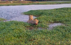 Zimbabwe - Lion Rehabilitation in Antelope Park9