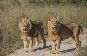 Zimbabwe - Teaching and Lion Rehabilitation in Antelope Park10