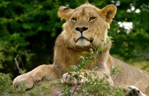 Zimbabwe - Teaching and Lion Rehabilitation in Antelope Park2