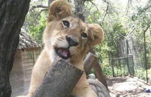 Zimbabwe - Teaching and Lion Rehabilitation in Antelope Park8
