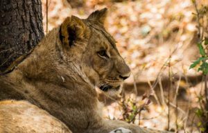 Zimbabwe - Wildlife Photography and Conservation in Victoria Falls9