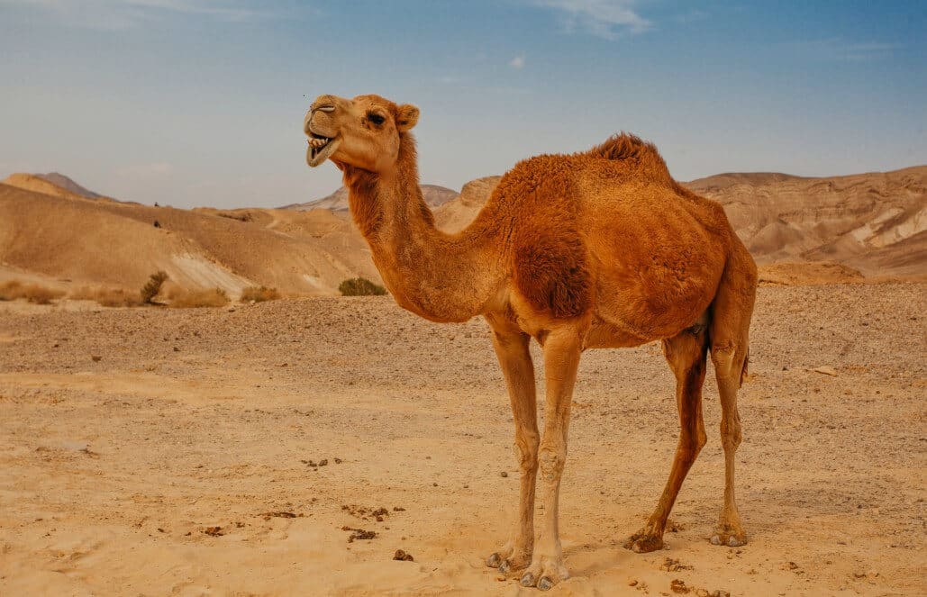 The Desert Animals of Israel - Wildlife Habitats of the Holy Land