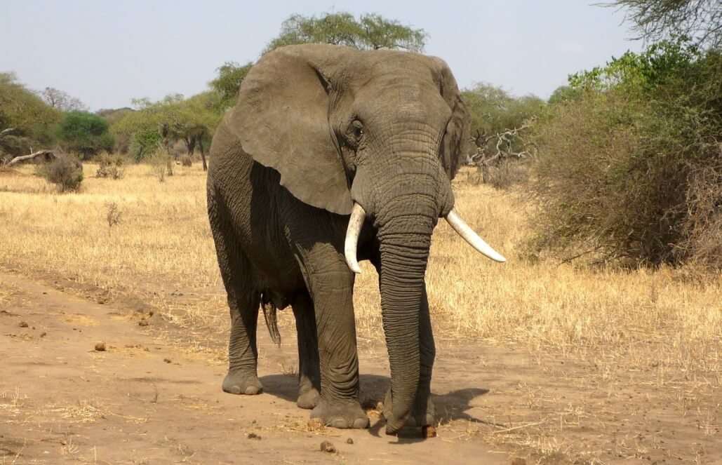 How Many Elephants Are Left In The World?