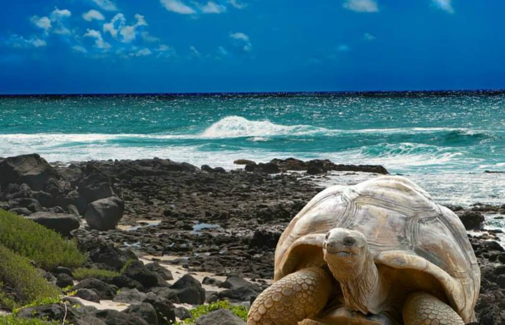 how big is the galapagos tortoise