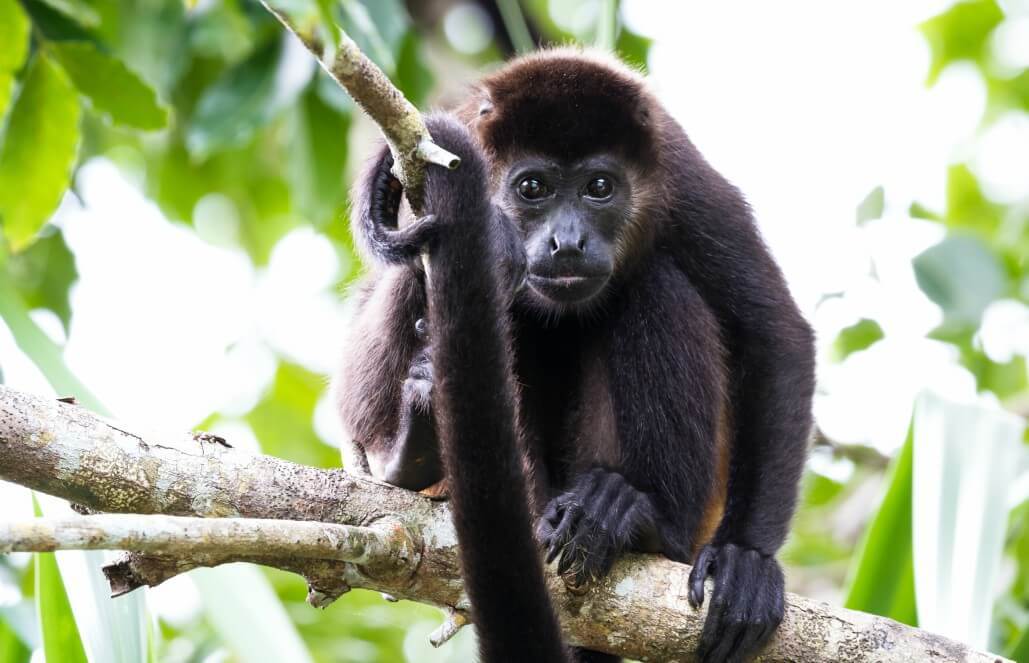 Profile of a wild monkey in the jungle. Primate Macaco Prego (nail