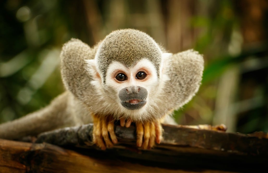 Monkey Facts, Types, Lifespan, Classification, Habitat, Pictures