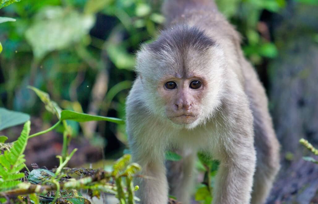 Capuchin Monkey, Our Animals