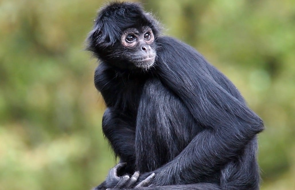 Rainforest Monkeys of Ecuador - Capuchins, Howlers and Spider Monkeys