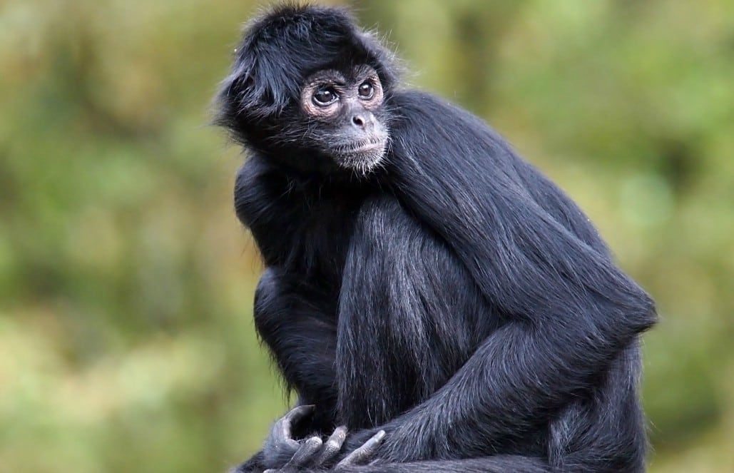 Profile of a wild monkey in the jungle. Primate Macaco Prego (nail