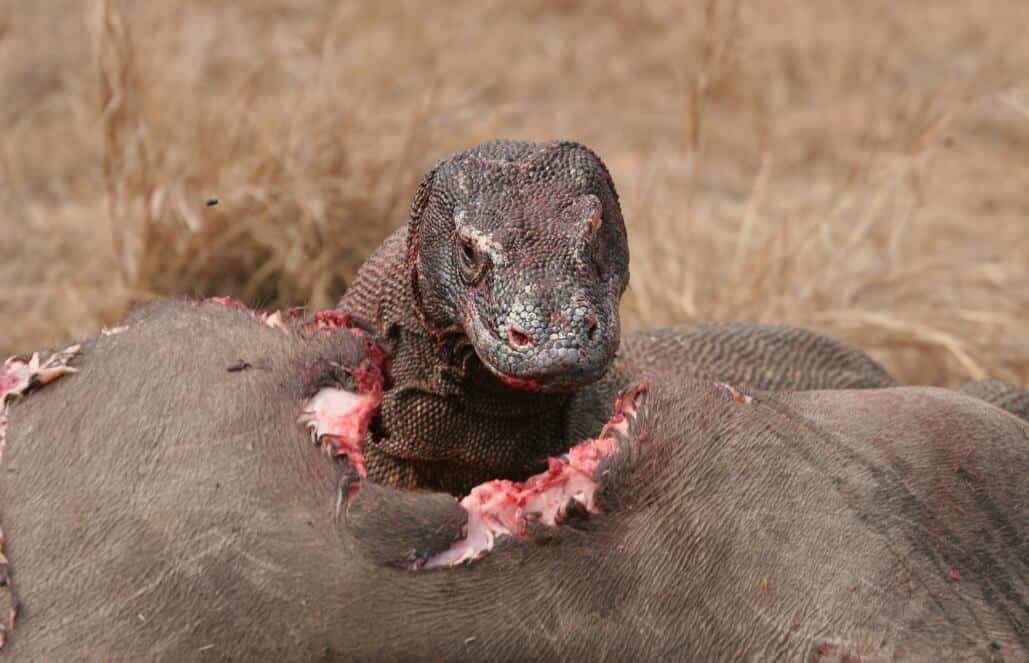 komodo dragon habitat map