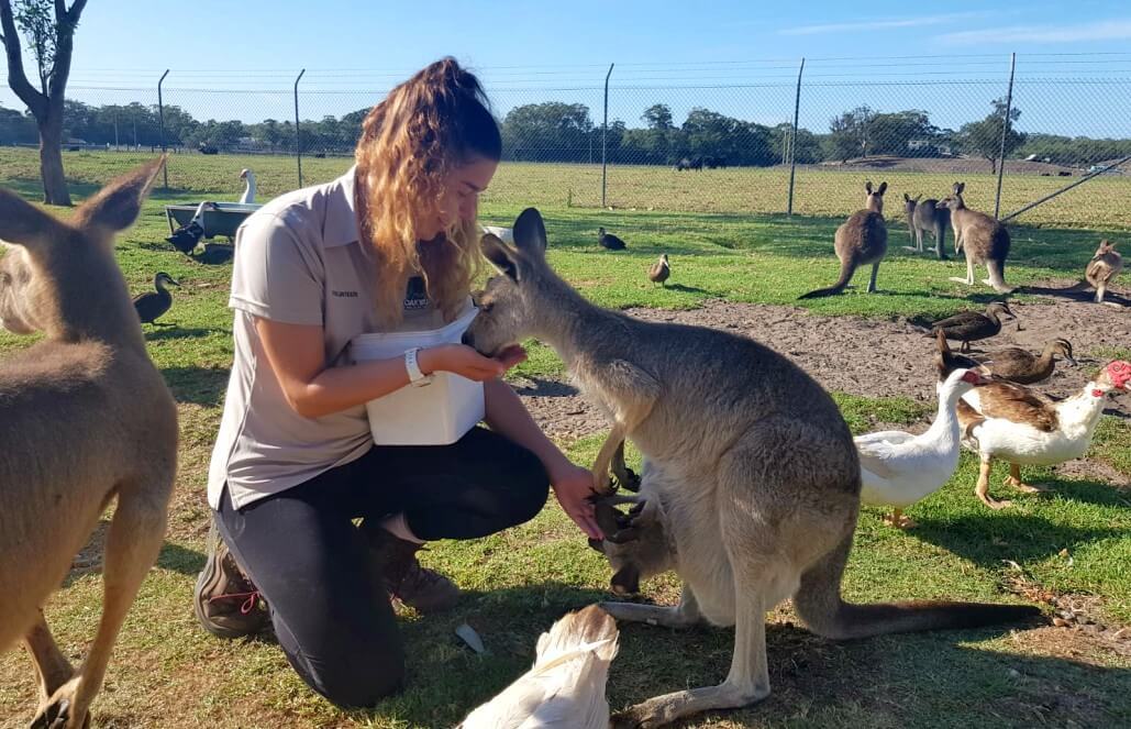 Group Of Kangaroos Called