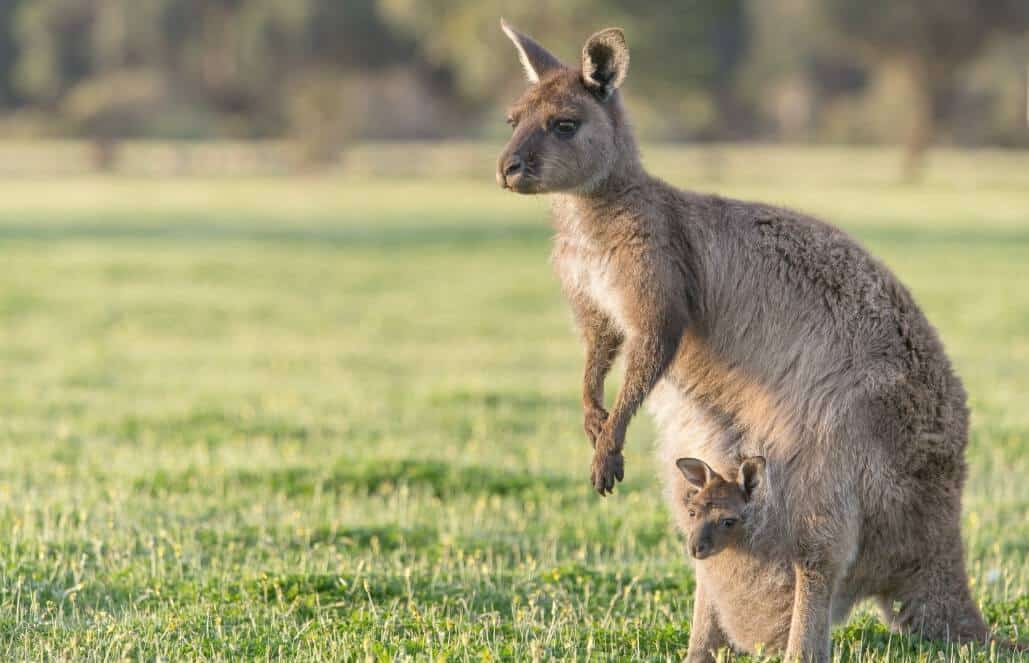 10 Facts About Kangaroos - Australia's Most Famous Animal