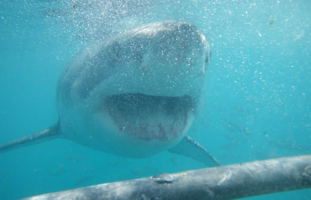 Great White Sharks of South Africa | GoEco