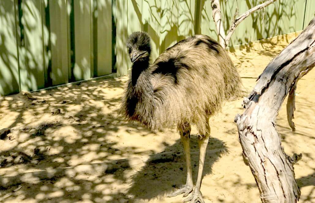 Australian Wildlife - Emus, Wombats and Tasmanian Devils