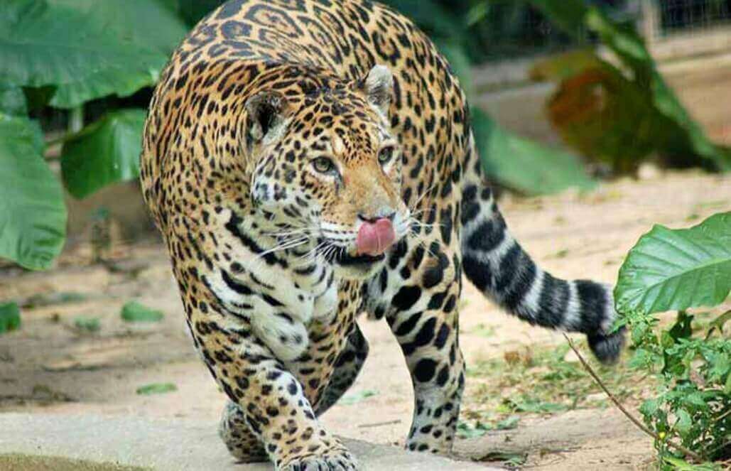 7 Amazing Facts - the Jaguars of Costa Rica