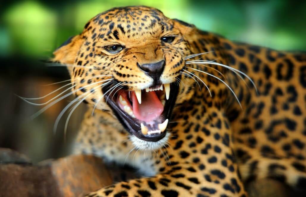 Jaguar, facts and photos