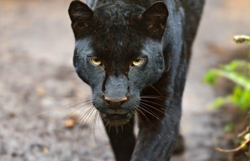 7 Amazing Facts the Jaguars of Costa Rica
