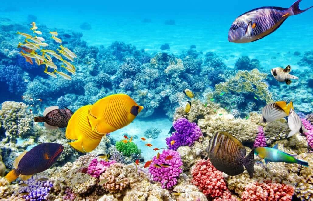 Save the Great Barrier Reef in Australia, How Can You Help?