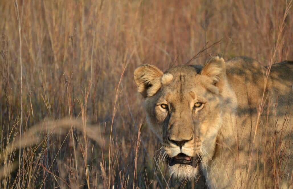 Amazing Animals of South Africa- Volunteering & Lions, Sharks, Penguins Amazing Animals of South Africa- Volunteering & Lions, Sharks, Penguins