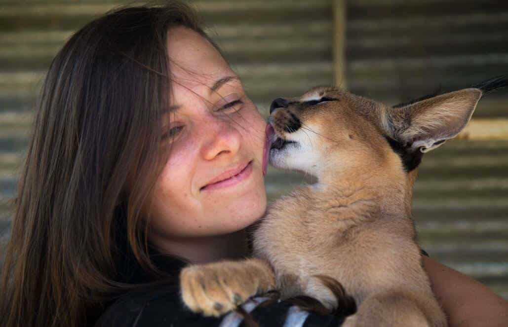 Amazing Animals of South Africa- Volunteering & Lions, Sharks, Penguins Amazing Animals of South Africa- Volunteering & Lions, Sharks, Penguins