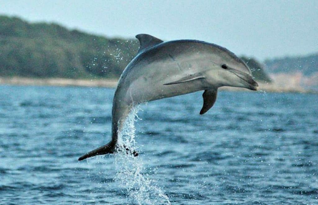 Volunteer Abroad for Dolphin Conservation in Europe GoEco
