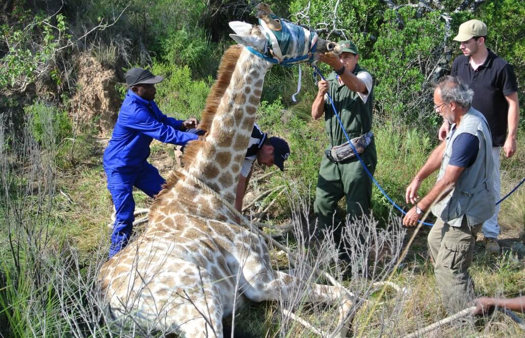 Volunteer in South Africa at the Pre-Vet Wildlife Internship | GoEco
