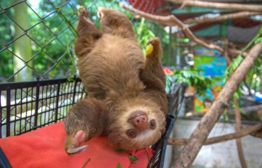 Volunteer with Sloths in Costa Rica - Sloth Sanctuary and Rescue