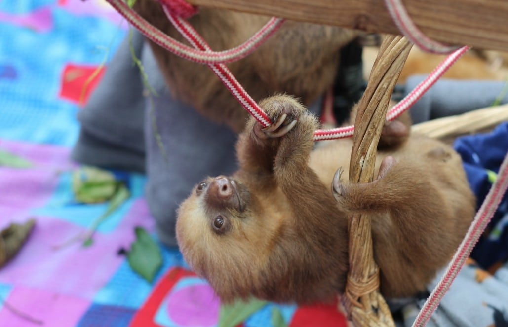Volunteer with Sloths in Costa Rica - Sloth Sanctuary and Rescue